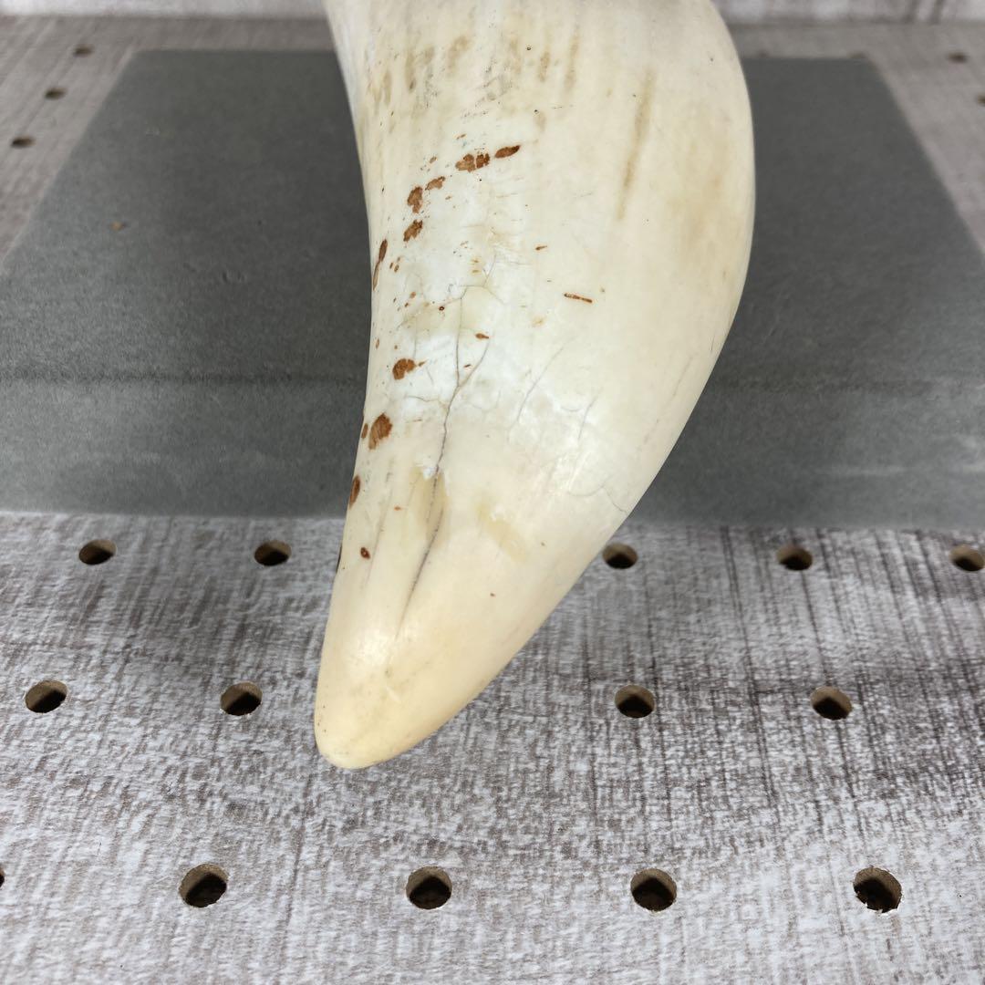 鯨歯/クジラ/歯/牙/465g 鯨⁄鯨歯⁄クジラ⁄歯⁄牙