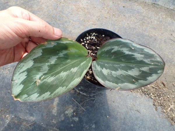 格安，豊富な 葉模様の美しいケンフェリア未同定種 やや大型美種(その他)｜売買されたオークション情報、yahooの商品情報をアーカイブ公開 - オークファン その他