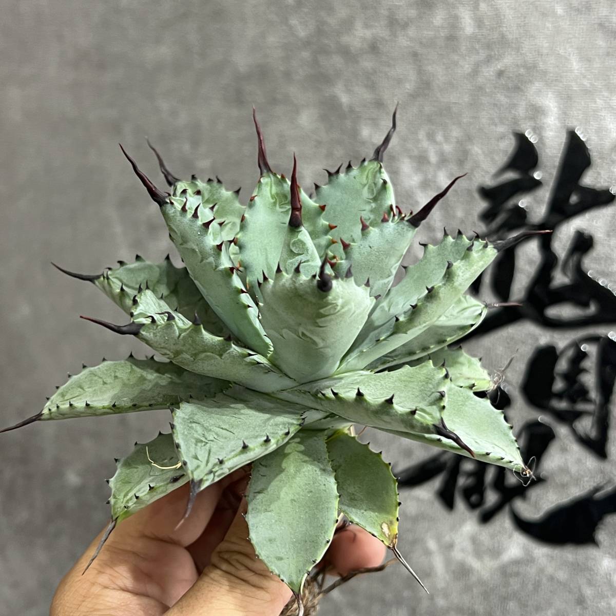 Yahoo!オークション -「アガベ八荒雷神」の落札相場・落札価格