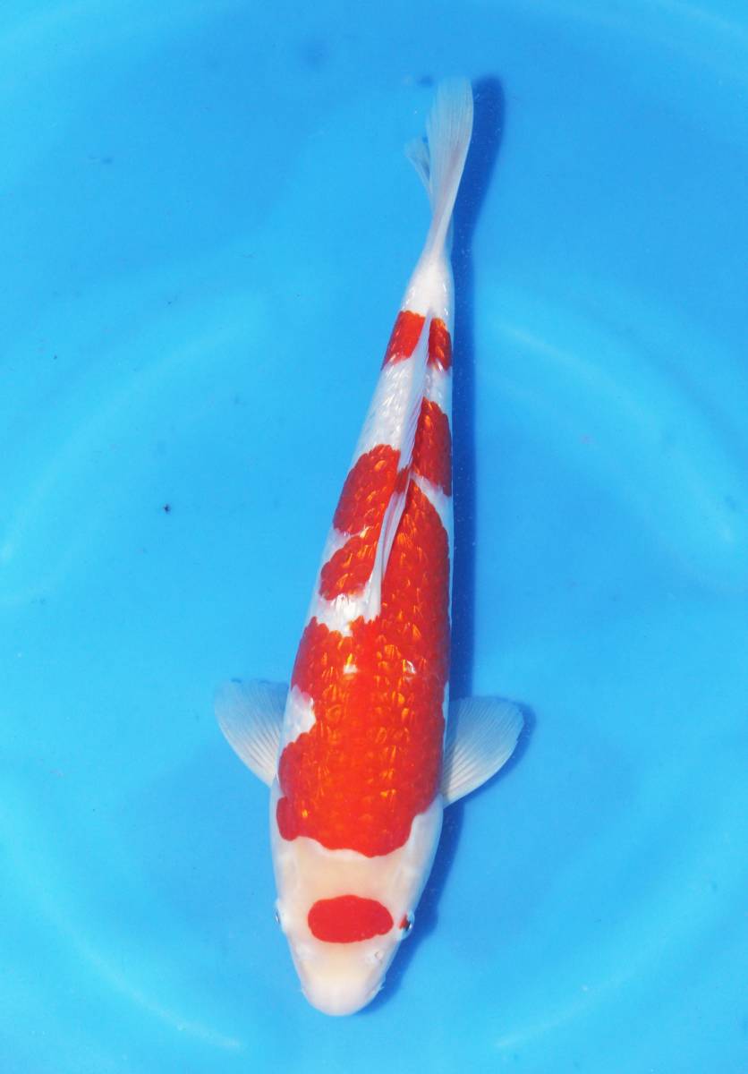 NO:13【丸山養鯉場産 生産証明書付】 銀鱗紅白　明2歳　34cm　紅と銀輪の綺麗な泳ぐ宝石です。
