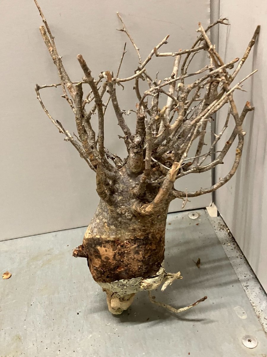 ス8658 「塊根植物」コミフォラ フンベルティ 抜き苗【7/14最新到着・Commiphora humbertii・マダガスカル・コンミフォラ】