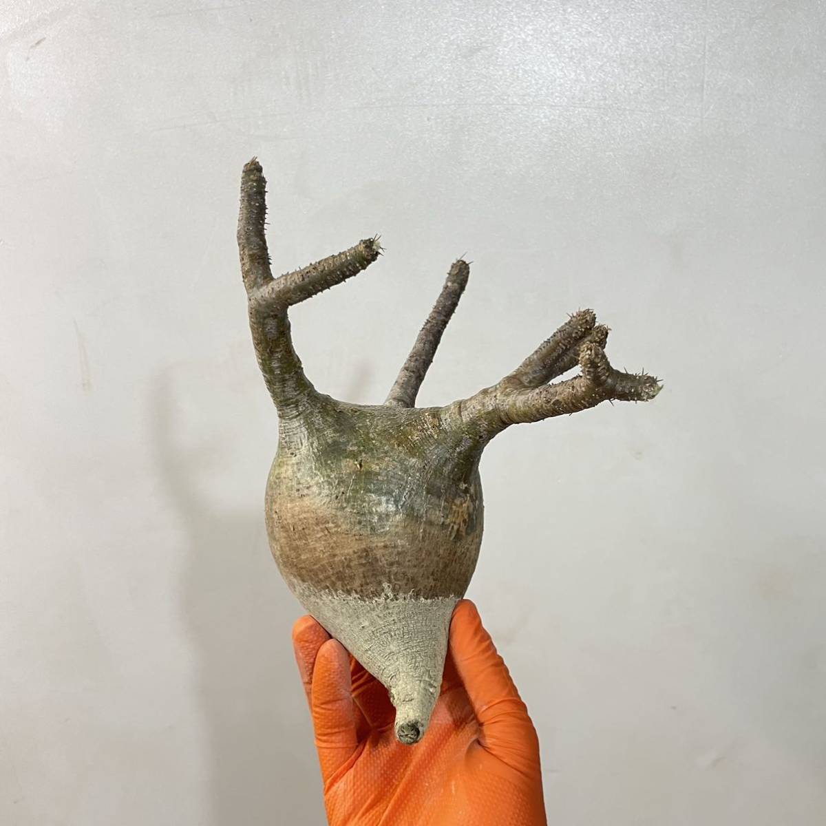 パキポディウム グラキリス 10 ベアルート 抜き苗 Pachypodium