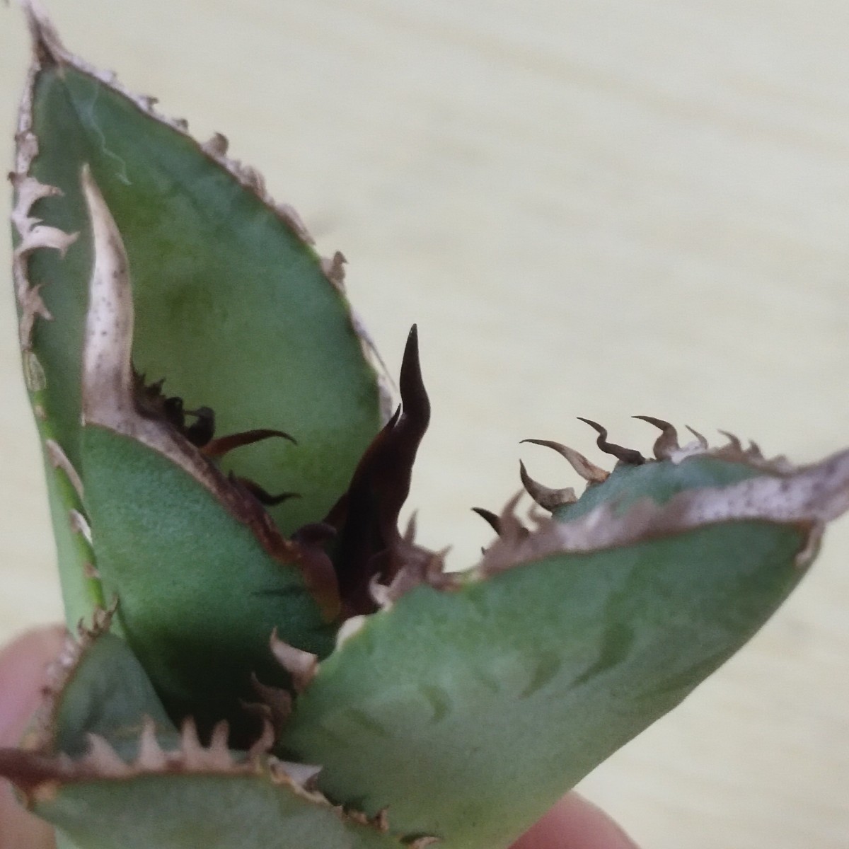 C22 アガベ チタノタ agave Godzilla 極上強棘 特選胴切り子株 台湾株