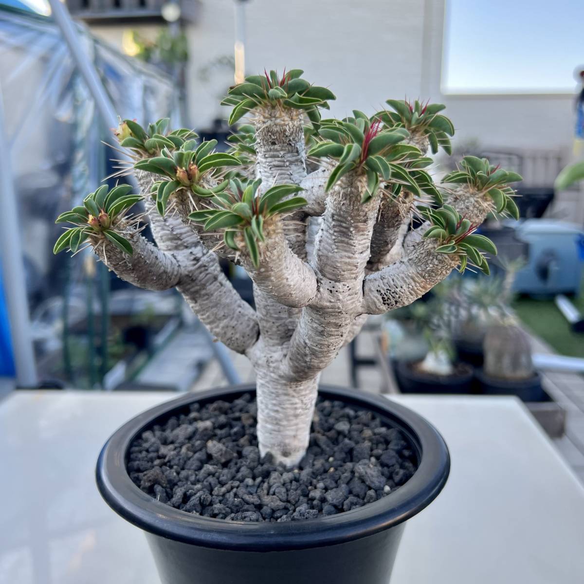 ユーフォルビア ギラウミニアナ 種子10粒（5月採取） s-16 ユーフォルビア ギラウミニアナ実生と種子5 ユーフォルビア ギラウミニアナ 種子5粒