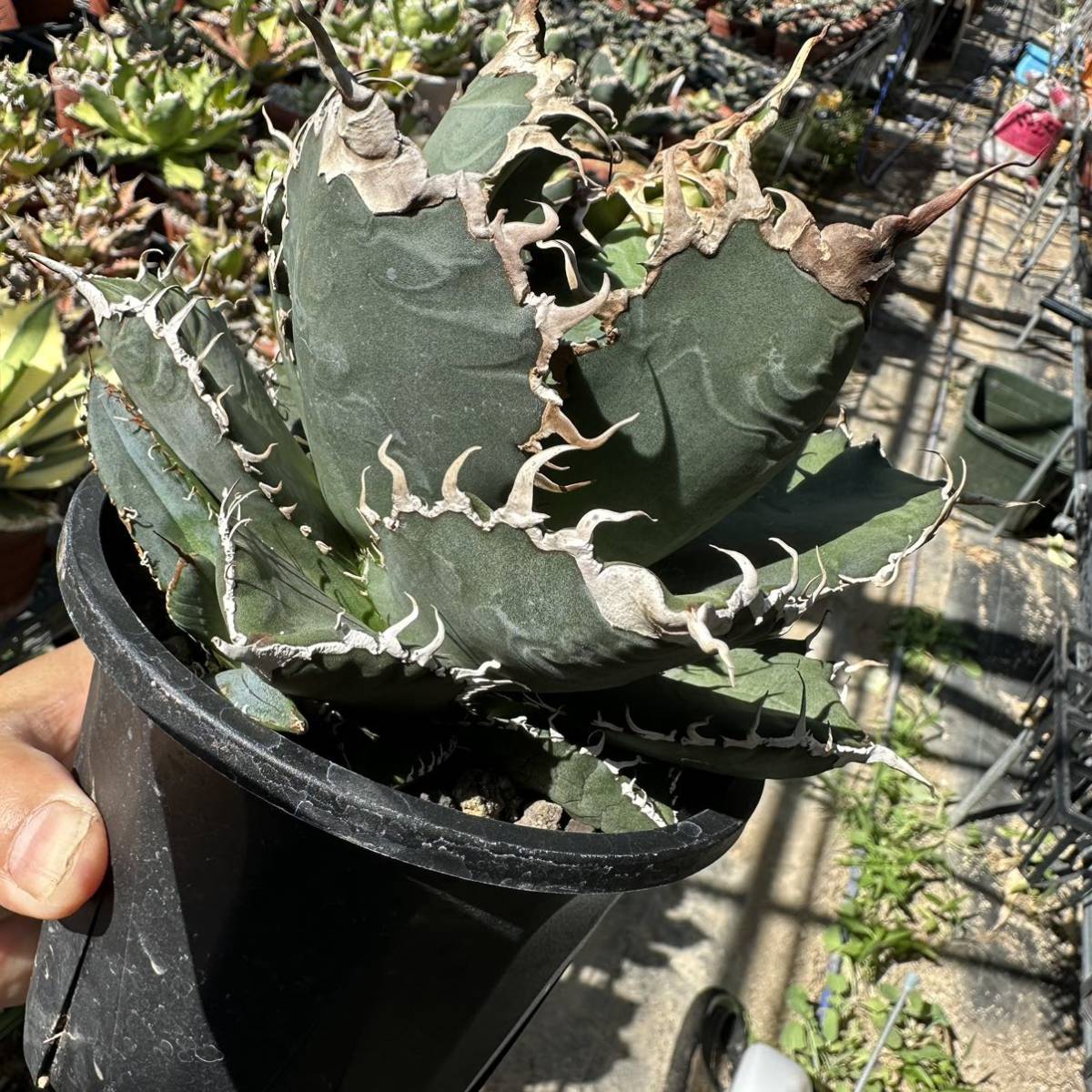アガベ titanota スーパーチタノタ 子株 発根済み 02 Agave super