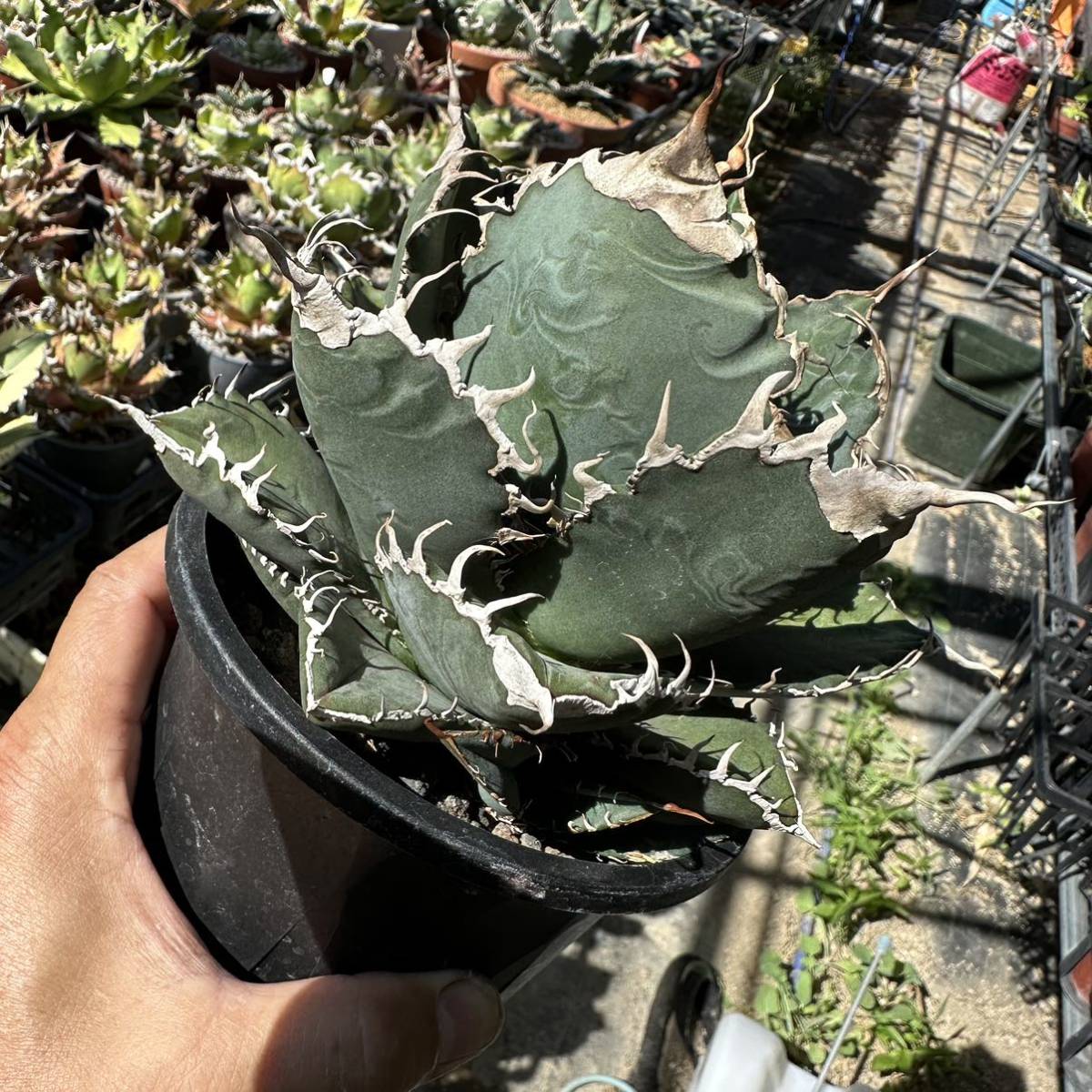 アガベ titanota スーパーチタノタ 子株 発根済み 02 Agave super