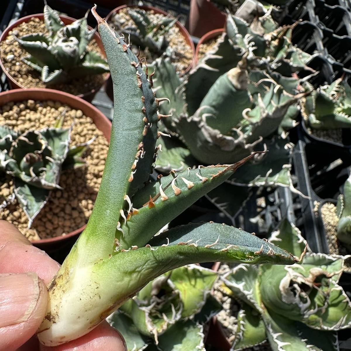 アガベ titanota スーパーチタノタ 子株 発根済み 02 Agave super