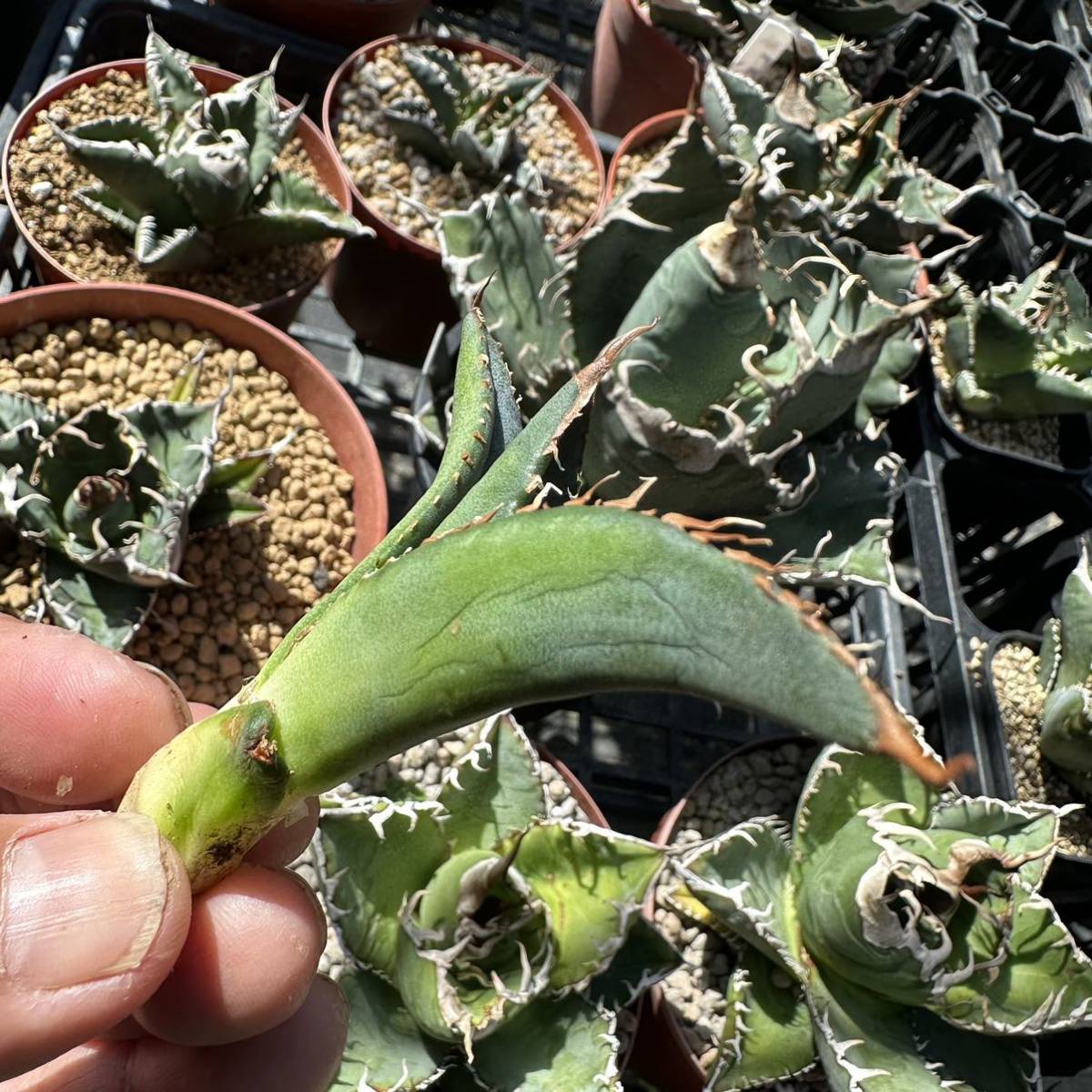 アガベ titanota スーパーチタノタ 子株 発根済み 02 Agave super