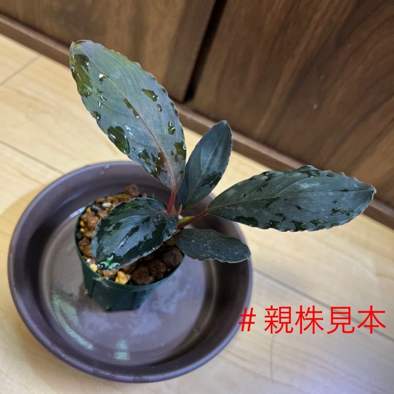 Bucephalandra sp. kishii ブセファランドラsp.キシィ