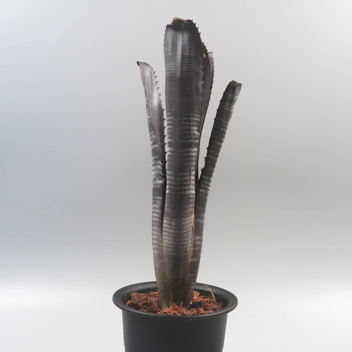 ビルベルギア ☆ Billbergia Darth Vader ☆ タンクブロメリア