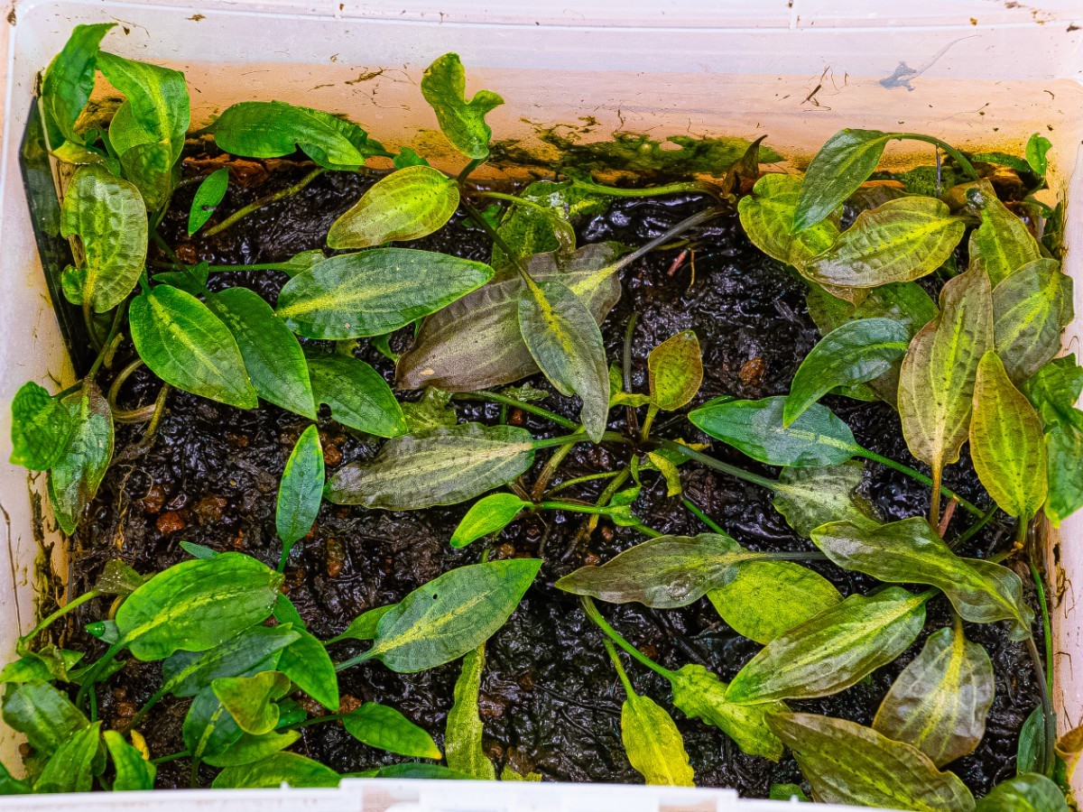 クリプトコリネ ヌーリー ダイヤモンドライン【AZ0917-2】 Cryptocoryne nurii 'Diamond Line' from Kpg Desa Musai Pulau Lingga