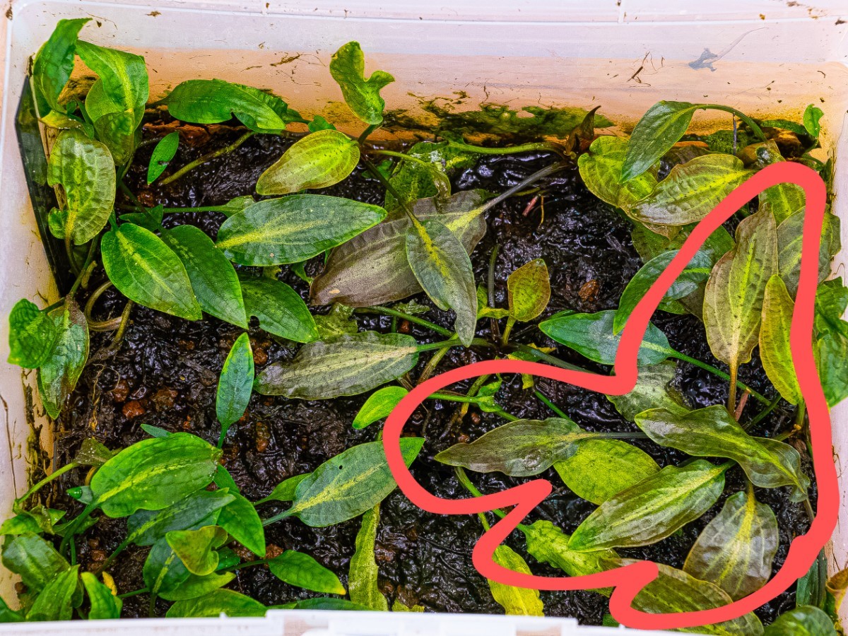 Cryptocoryne nurii 'Diamond Line' from Kpg Desa Musai Pulau Lingga