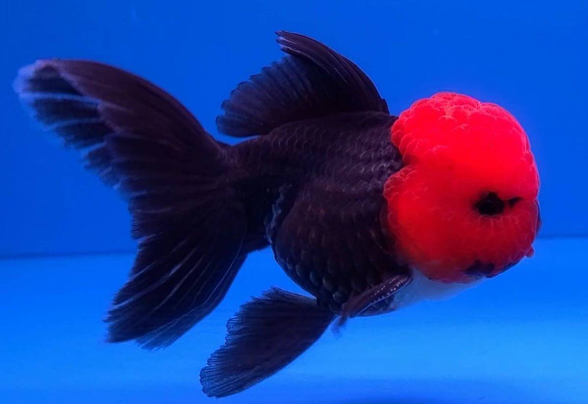 7/28/5/ ☆同梱可☆極上極美個体 超カワイイ 赤丹頂オランダ獅子頭 