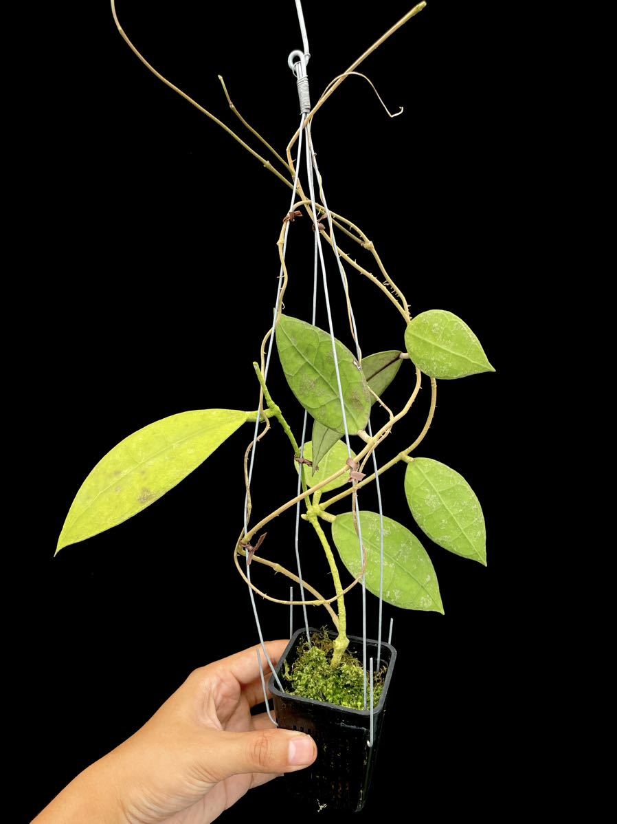 Hoya sp. Buntok， Central Borneo 【公式通販】