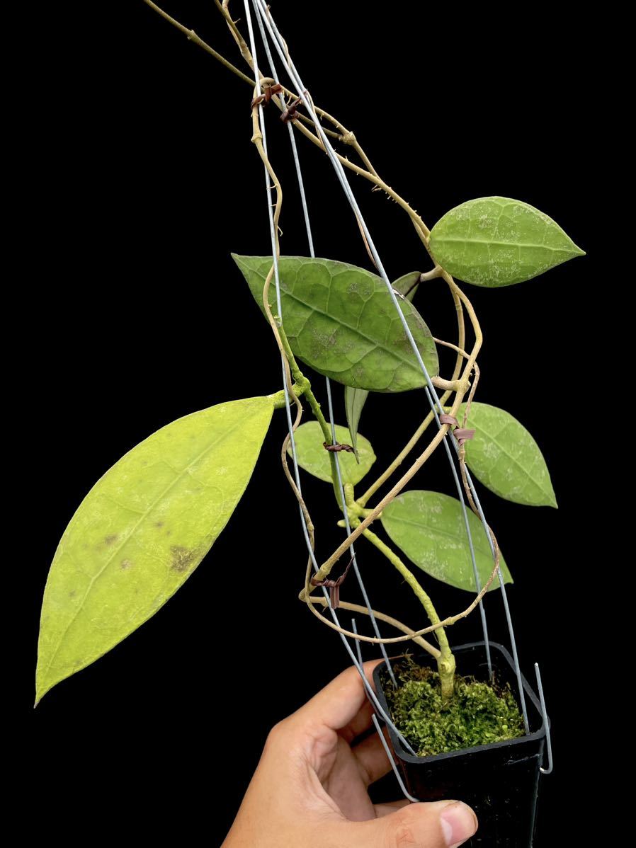 Hoya sp. Buntok， Central Borneo 【公式通販】
