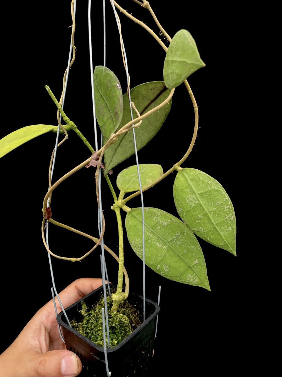 Hoya sp. Buntok， Central Borneo 【公式通販】