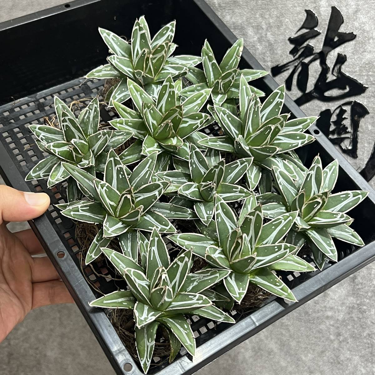 【龍園觀】①No.835 特選 アガベ 多肉植物 ダルマ笹の雪 極上株 濃白株 10株