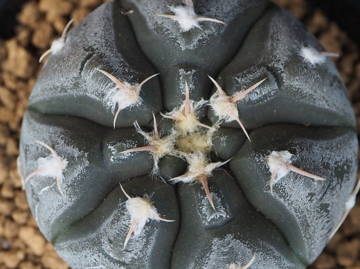 多肉植物 モンロー錦 抜き苗 訳あり .: A！！多肉植物