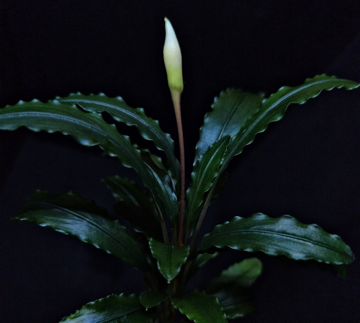大株【TB便】☆Bucephalandra sp.Sekadau 3ウェービーリーフ