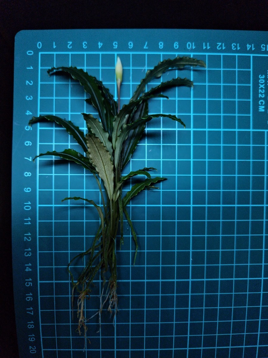 大株【TB便】☆Bucephalandra sp.Sekadau 3ウェービーリーフ