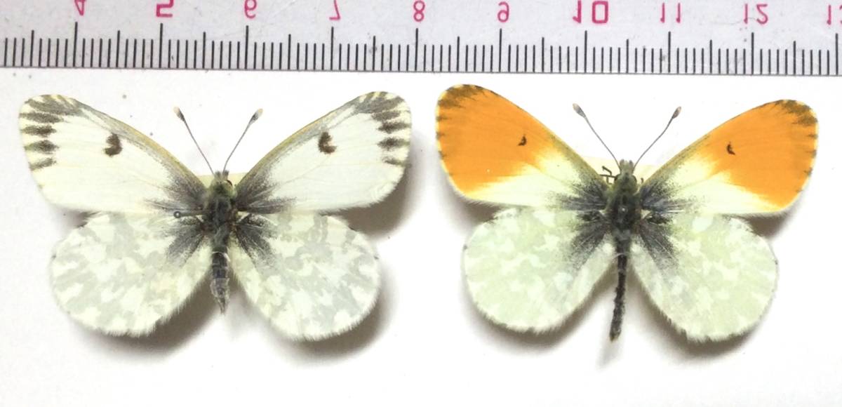 ☆ 蝶 標本 長野県下伊那郡大鹿村 クモマツマキチョウ♂♀ 規制前飼育