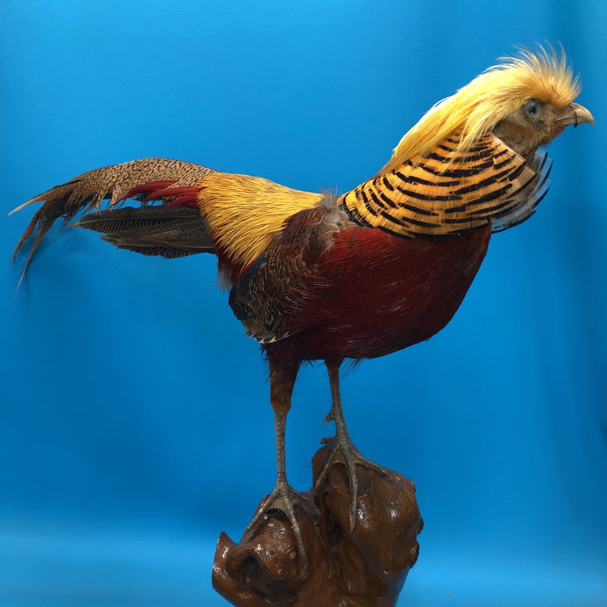 AI2619 【剥製】金鶏鳥 珍品 動物 昭和レトロ オブジェ 置物