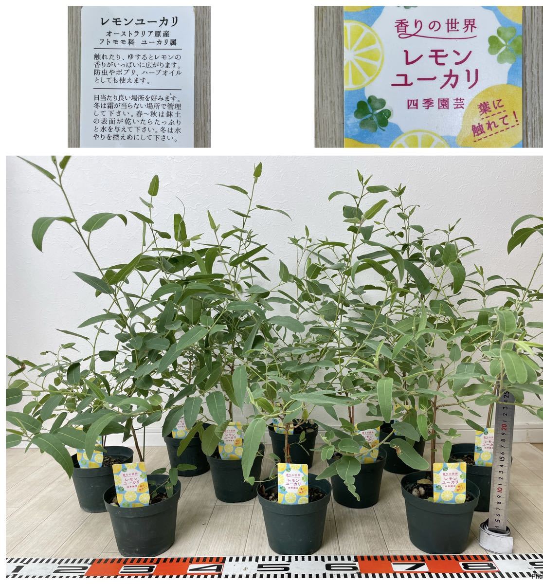 【SALE，人気SALE】 レモンユーカリ苗 シトリオドラ 10鉢セット 4号 現品 ＃アロマ ＃虫よけ ＃無添加(植木、庭木)｜売買されたオークション情報、yahooの商品情報をアーカイブ公開 - オークファン 植木、庭木