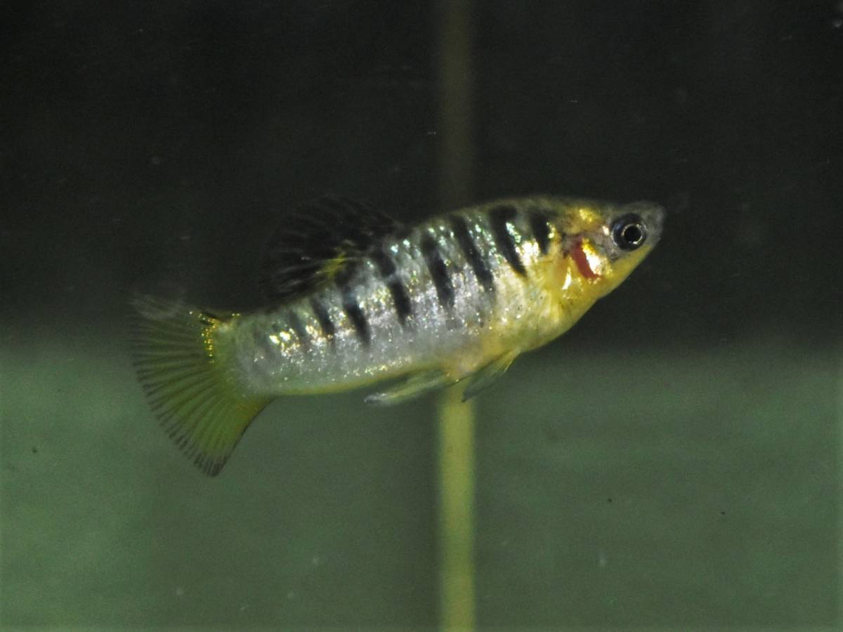 ☆リミア・ニグロファスキアタ☆