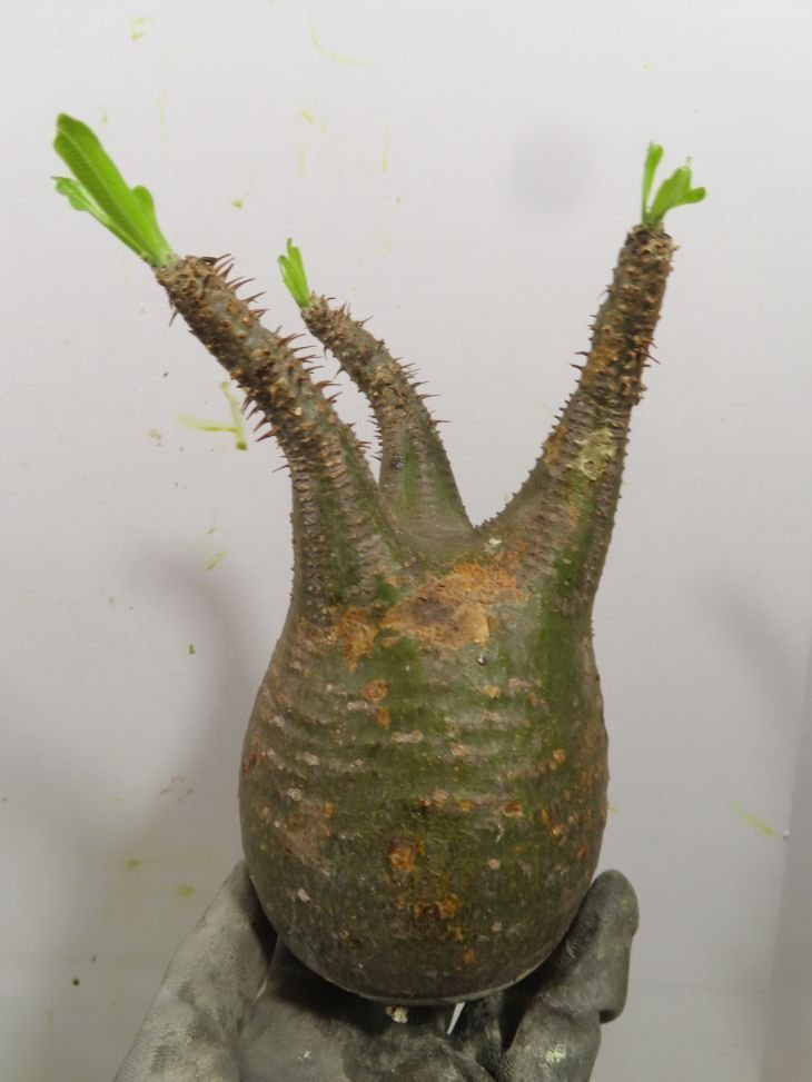 テ7045 「塊根植物」パキポディウム グラキリス S～MS 抜き苗【最新到着・マダガスカル・gracilius・根切り画像要確認】