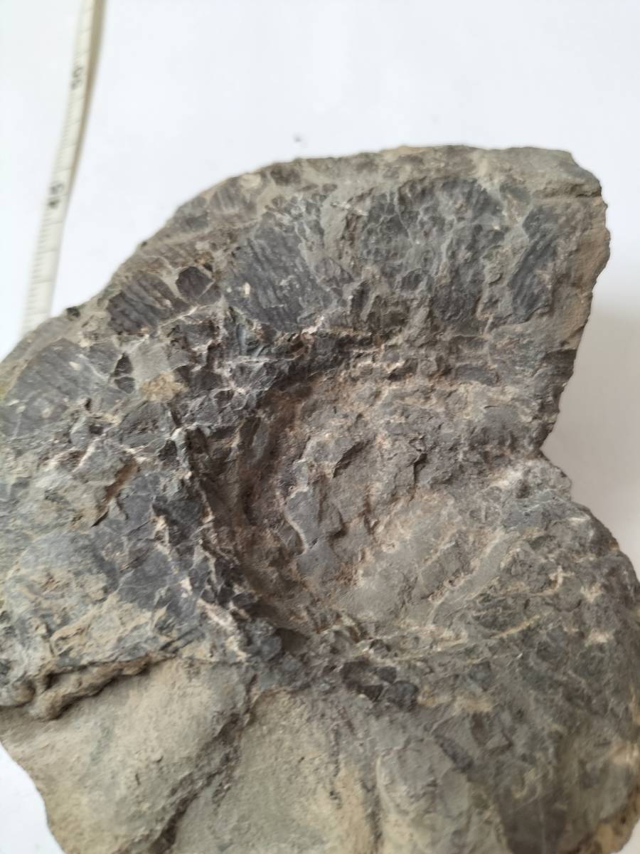 化石模様の岩石 観賞石 溶岩石の様な小さ目 小形 重量 105g 木製 台座付 置物 飾り物