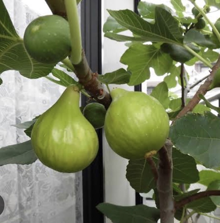 超人気】☆ゴールドフィグ☆ 1年生苗木 イチジク いちじく 【Gold Fig
