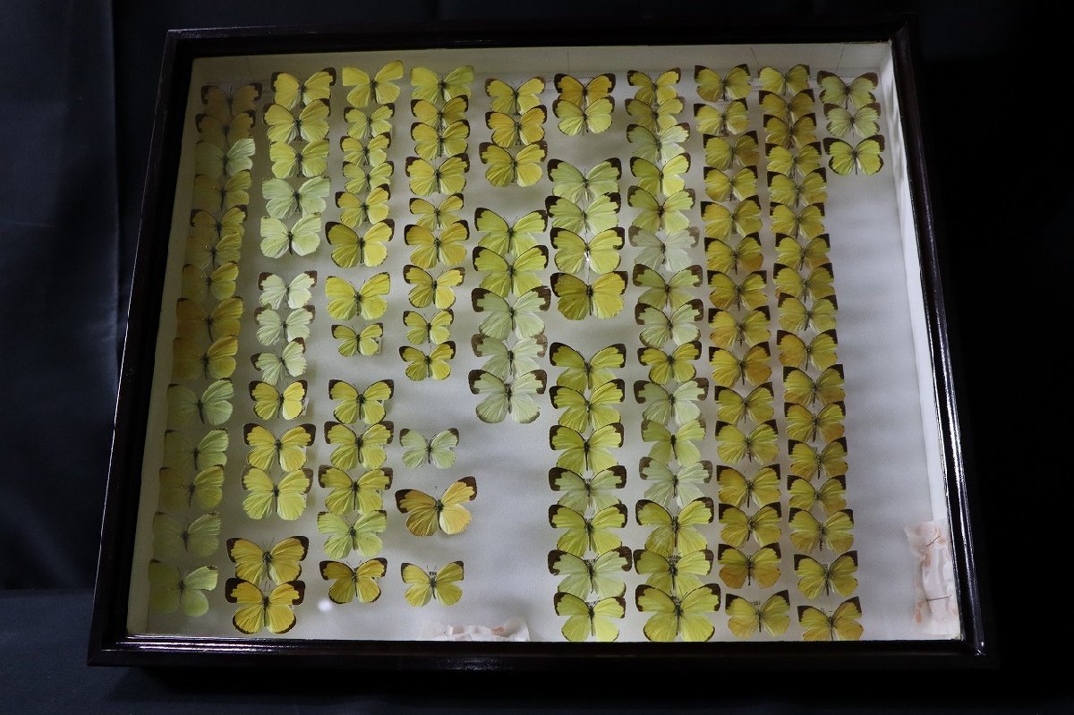 【12bP07324E】★希少★蝶標本★キチョウ★ツマグロキチョウ★ホシボシキチョウ★タイワンキチョウ★木製ケース付き★計123点★昆虫標本