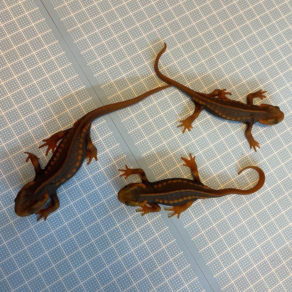 お取引中】アメイロイボイモリ 3匹