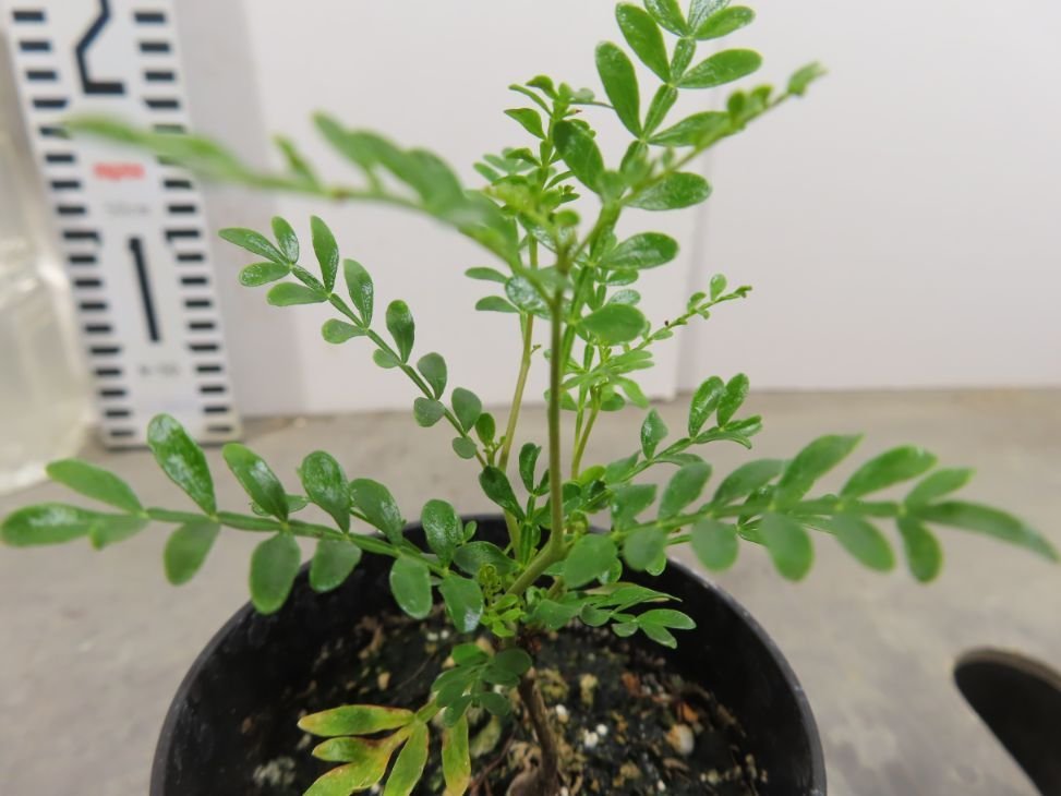 ト0793 「実生株」オペルクリカリア　パキプス　２年株【種から発芽！・発根株・Operculicarya pachypus・塊根植物・葉落ちします】