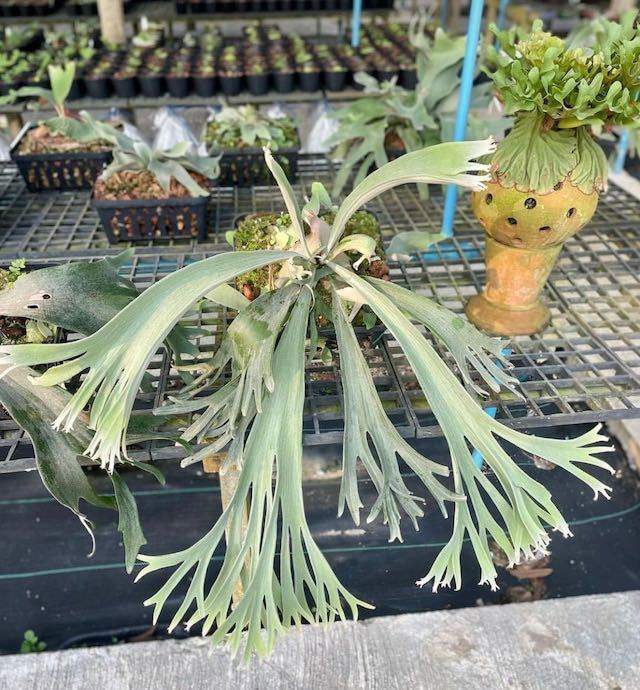 観葉植物 P. willinckii JH-1 子株