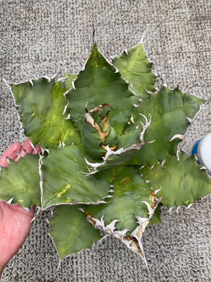 特大株】Agave Titanota Godzillaチタノタ アガベ ゴジラ チタノタ