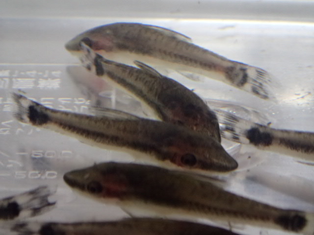 ★５０匹 ★オトシンクルス★ ２から３ＣＭ コケ 苔取り 淡水魚 熱帯魚 生体 即決★