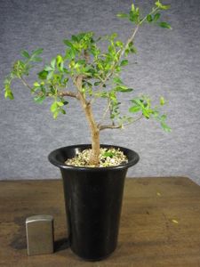 ブルセラ ミクロフィラ 実生 作り込み 美品 Bursera microphilla