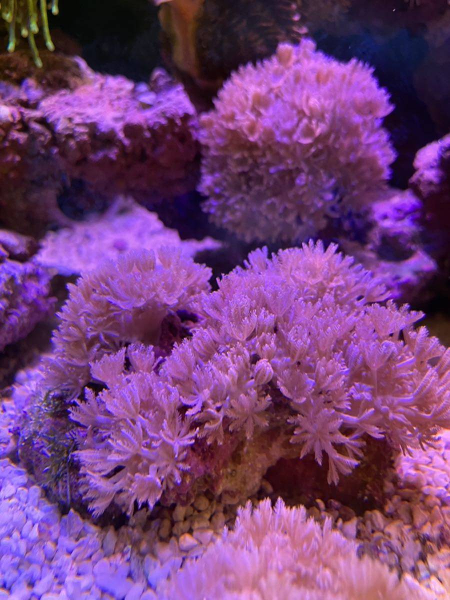 ウミアザミ コロニー3