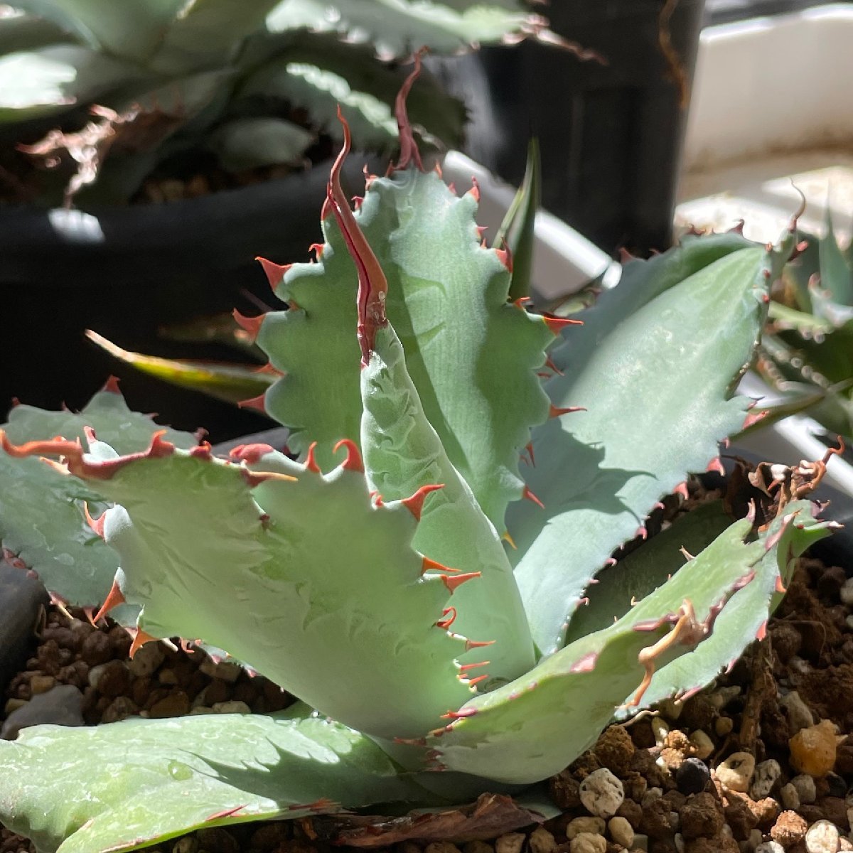 アガベ 　ポタトラム スポーン 15cm　レア　5000円以上送料無料キャンペーン中 | CACTUS.TOKYO | 　（陽炎タイプ）