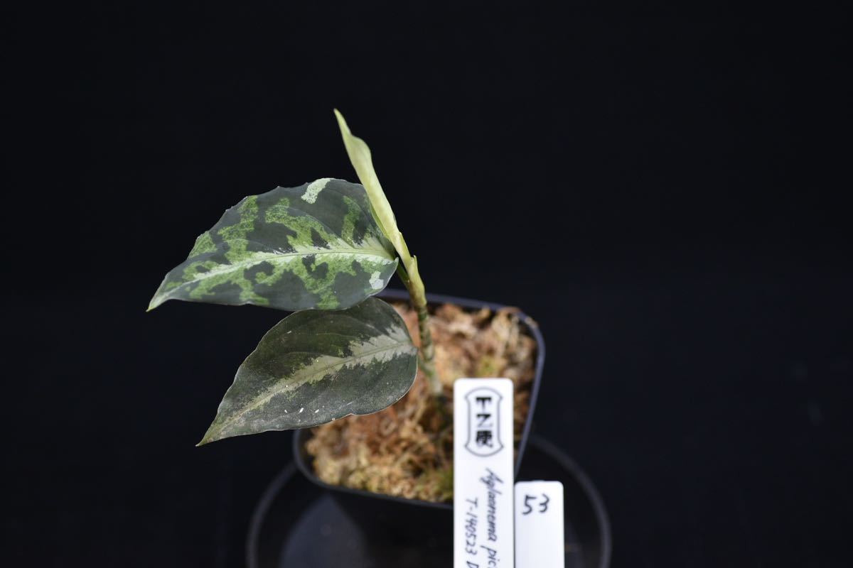53. Aglaonema pictum Bengkulu Sumatra T-140523 Di Belakang Gunung アグラオネマ　ワイルド採集株　ガチャ 