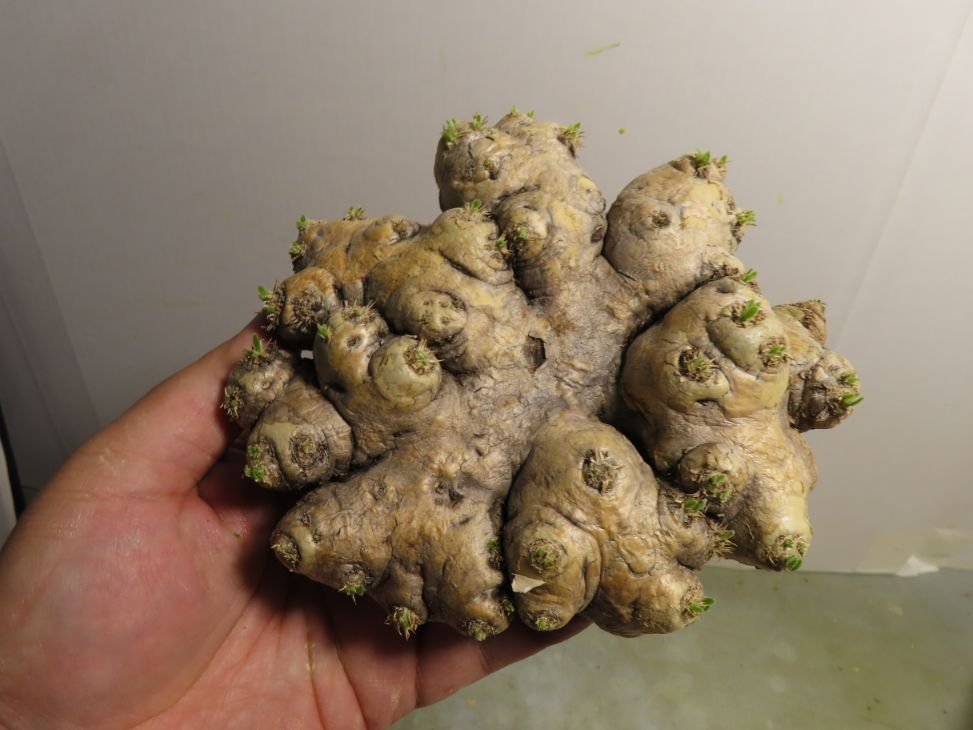 ヌ2065 「塊根植物」パキポディウム 恵比寿笑い 大 抜き苗【最新到着・マダガスカル・Pachypodium brevicaule・根切画像要確認】