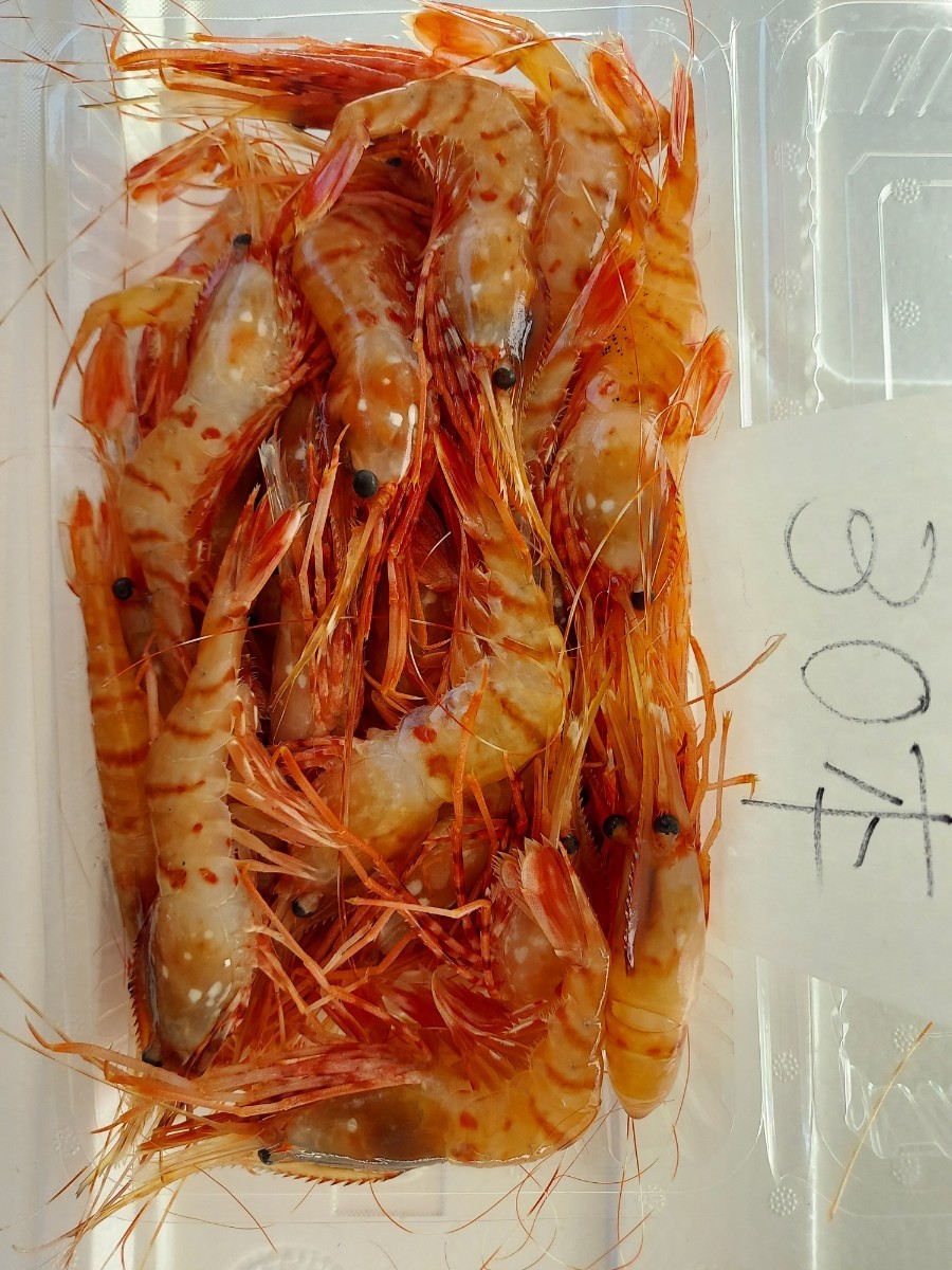 特売ボタンエビ1kg(60～65匹)3750円即決。8/31まで