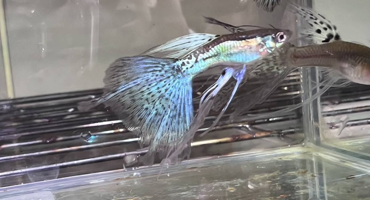 【メダカびぜん】国産グッピー上物 現物ブルーグラス　リボン&スワロー合計１０匹 交配用にノーマル雄含む