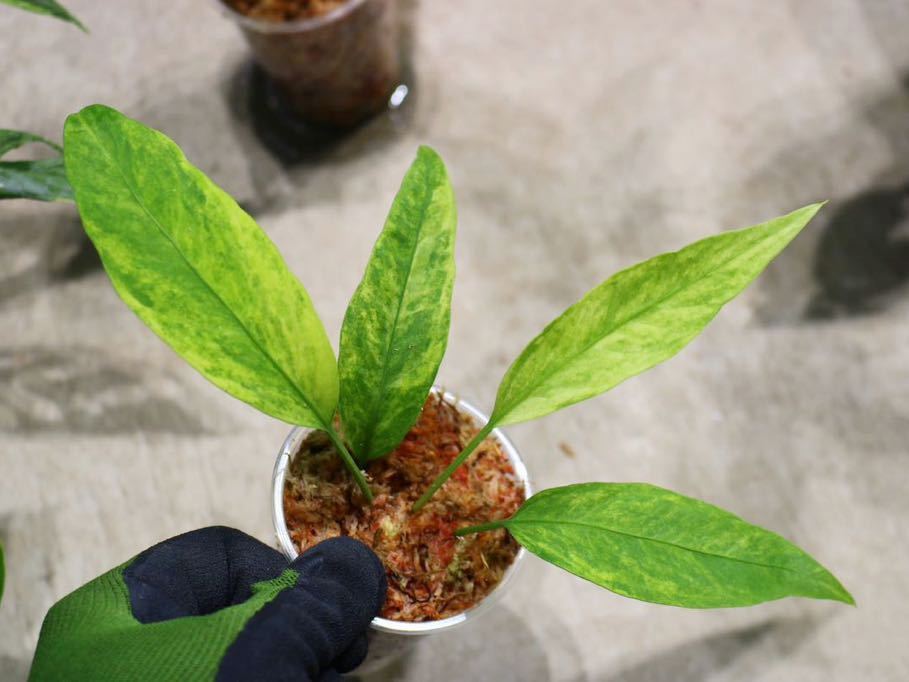 No.021/-TGK-r050404-/Anthrium vittarifolium “Variegated“ アンスリウム ビッタリフォリウム！