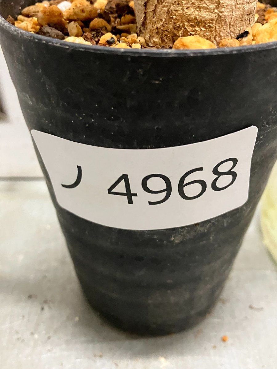 ノ4968 「多肉植物」ユーフォルビア ラバティ レッドリーフ 植え【発芽