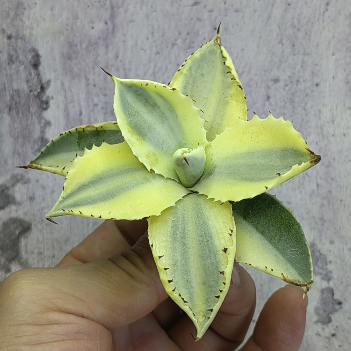 Y566アガベ 王妃兜蟹 輸入株 カブトガニ錦 糊斑変異 希少優良株