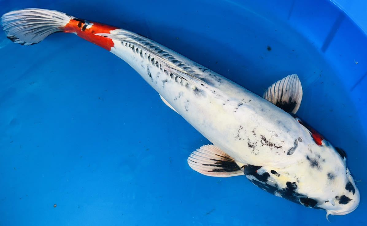 紅輝黒竜49㎝　ドイツ鯉　明け2歳　性別不詳　錦鯉⑱ ☆妙高錦鯉 格安2歳魚市 17-4 輝黒竜 ３６センチ 格安個体☆ - Yahoo