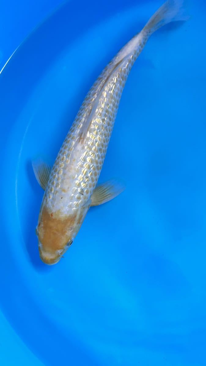 お得，2025 極上 ゴールデンコーン ３１㎝前後 銀鱗 金色の鹿の子 ギラギラ(錦鯉)｜売買されたオークション情報、yahooの商品情報をアーカイブ公開 - オークファン 錦鯉