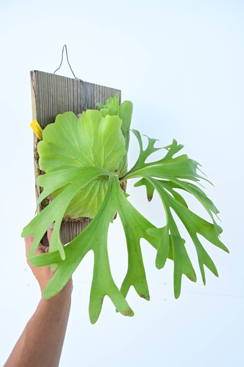 ビカクシダ kitshakoodiense Ploy-Ratana 大株 ビカクシダ kitshakoodiense Ploy-Ratana 大株 ビカクシダ